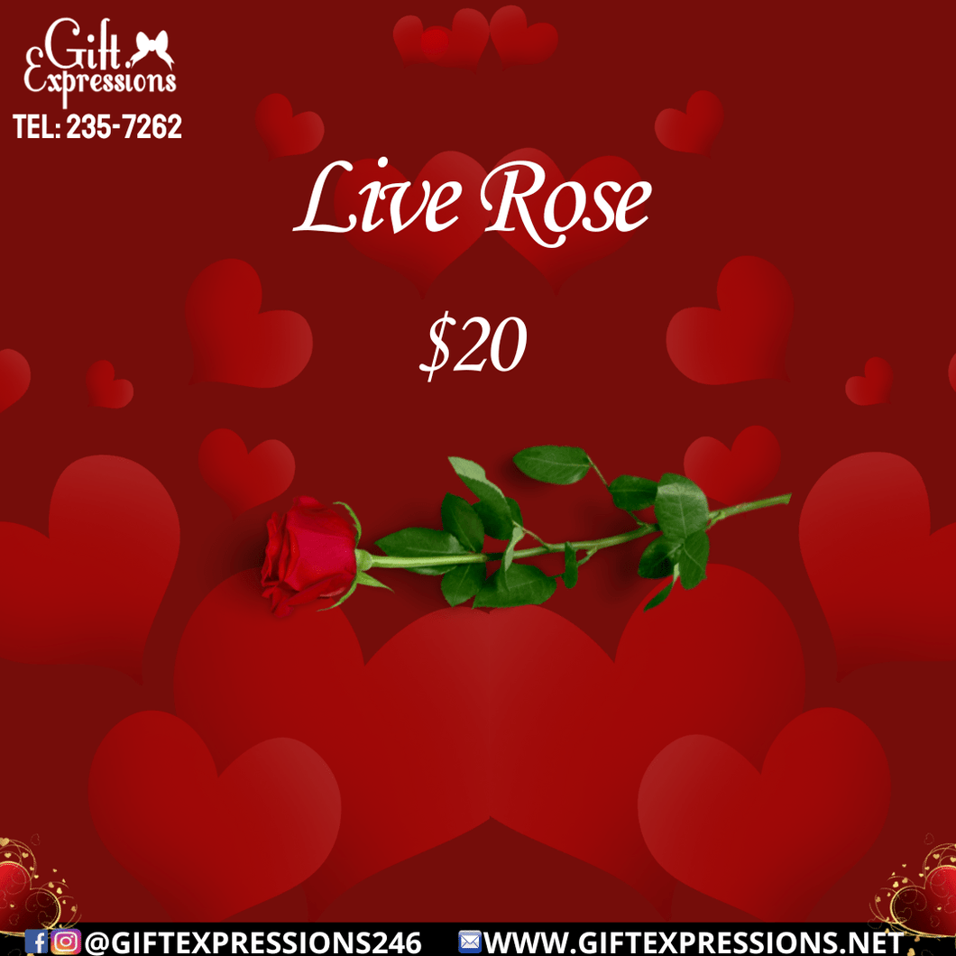 Live Rose - Gift Expressions   
